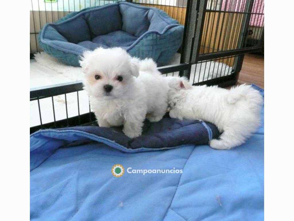 Mini Toy Cachorros Bichon Maltes para su en Ourense