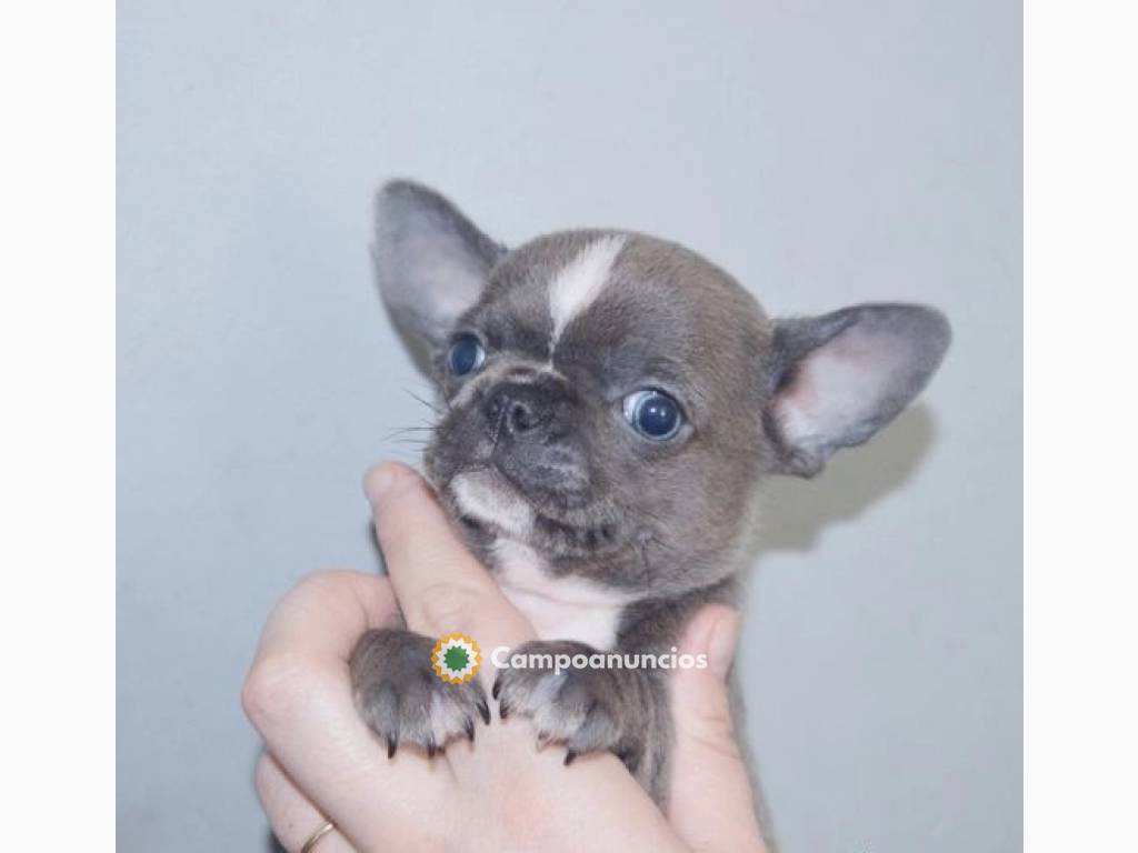 mini toy cachorros chihuahua en Tenerife