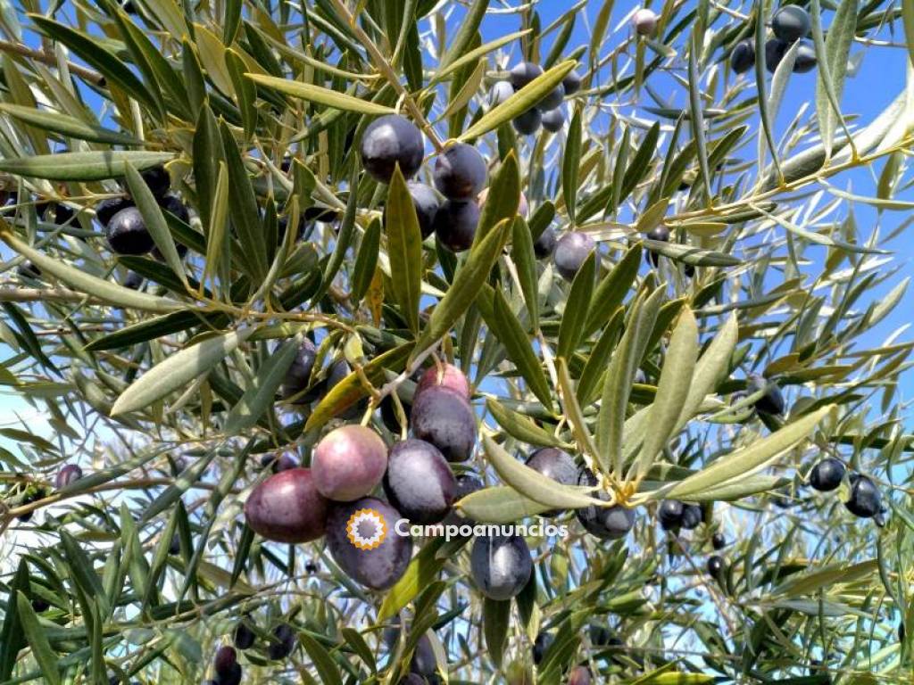 Muy buen finca de olivar de regadío en Jaén