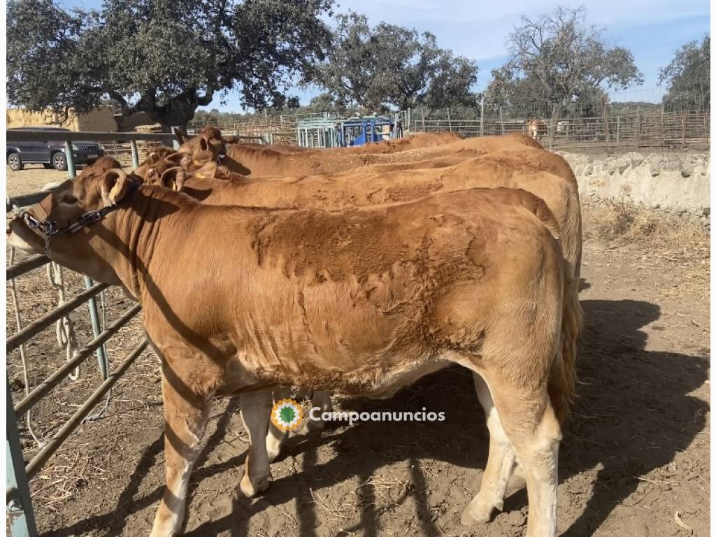 Novillas limusin  en Córdoba