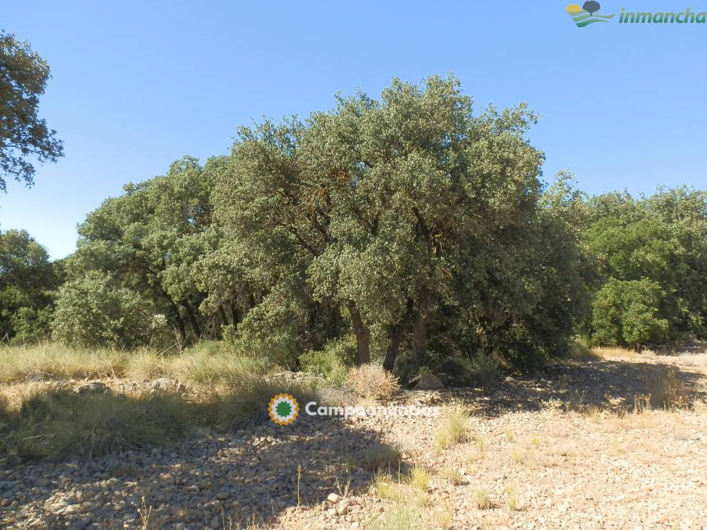 Ocasion 20 ha. Recreo en Villarrobledo en Albacete
