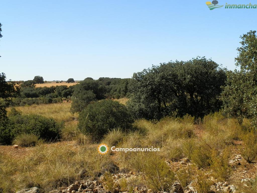 Ocasion 20 ha. Recreo en Villarrobledo en Albacete