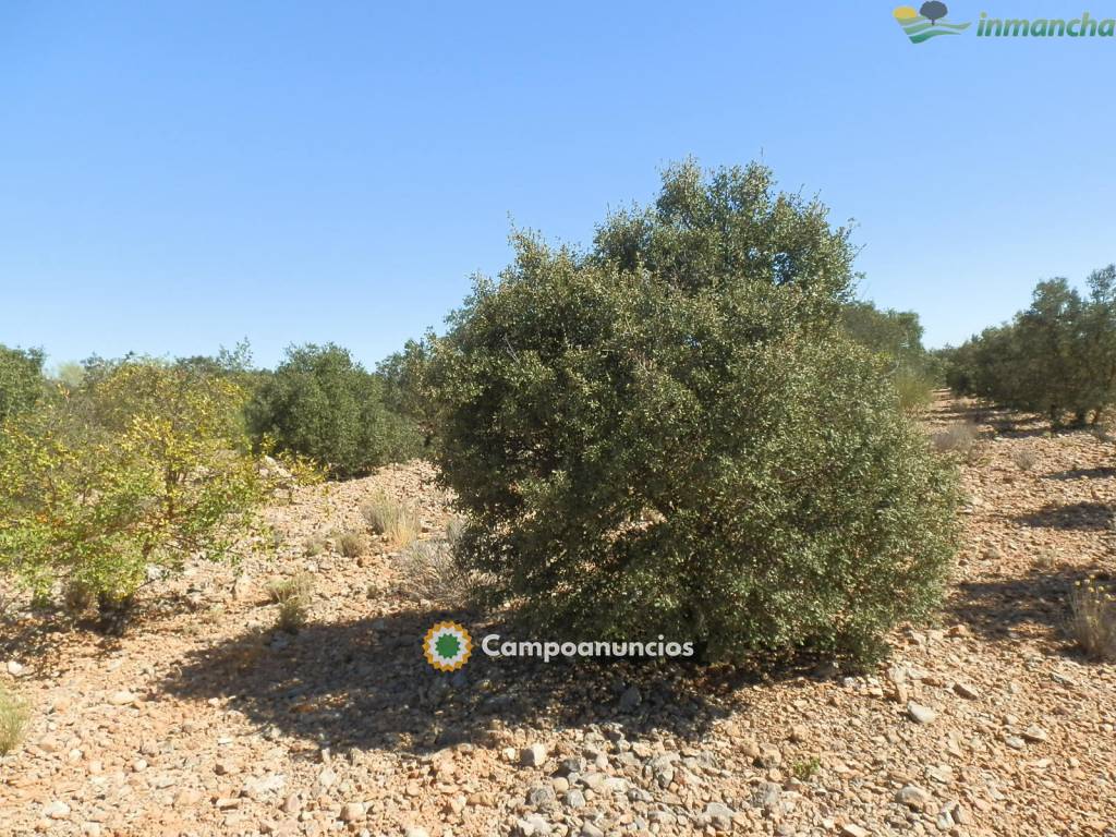 Ocasion 20 ha. Recreo en Villarrobledo en Albacete