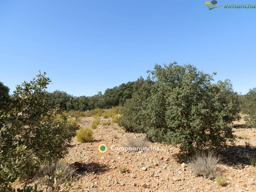 Ocasion 20 ha. Recreo en Villarrobledo en Albacete