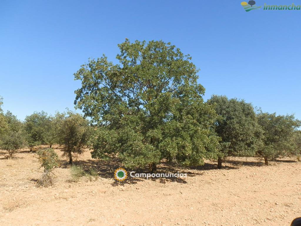 Ocasion 20 ha. Recreo en Villarrobledo en Albacete