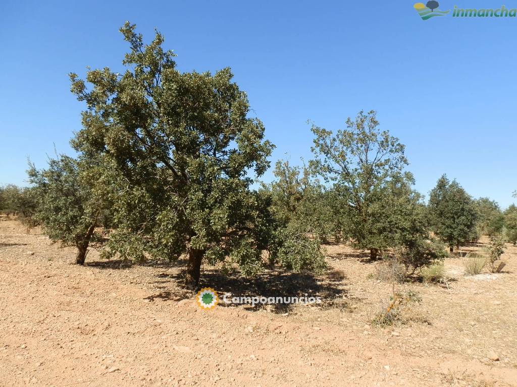 Ocasion 20 ha. Recreo en Villarrobledo en Albacete