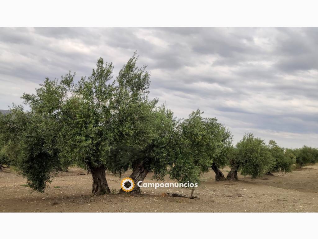 Olivar llano en Jaén