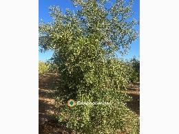 OLIVOS SUPERINTENSIVOS 