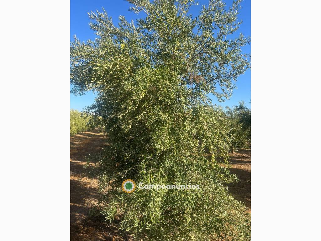OLIVOS SUPERINTENSIVOS 