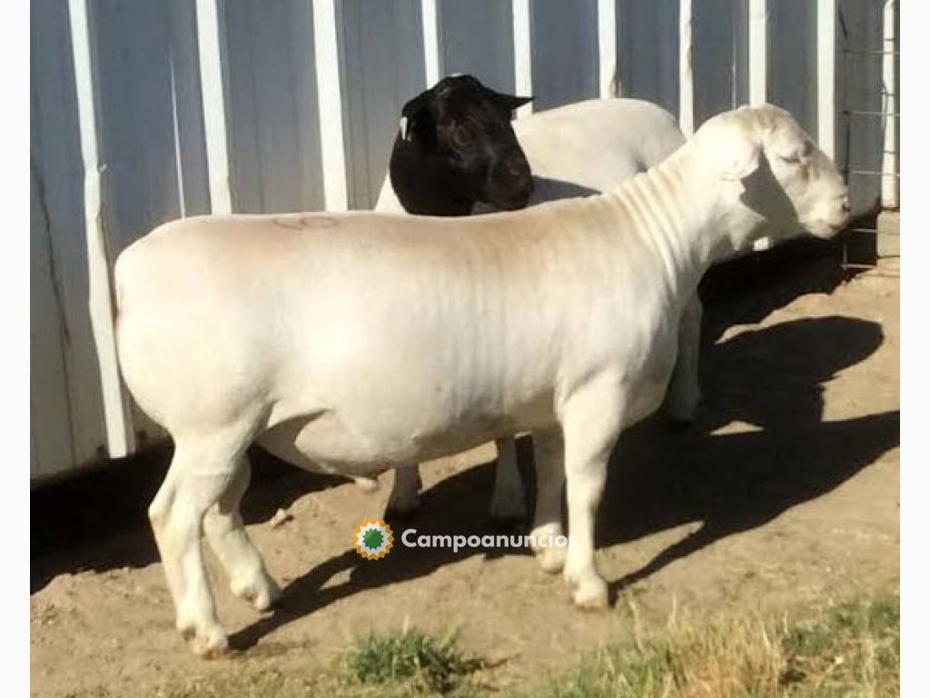 Ovejas Dorper puras | Razas de ovejas le en Madrid