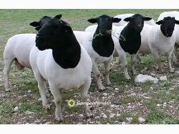 Ovejas Dorper sanas en venta