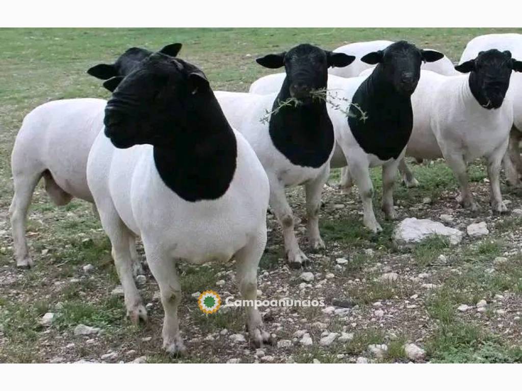 Ovejas Dorper sanas en venta