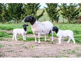 Ovejas Dorper sanas en venta