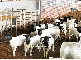 Ovejas Dorper sanas en venta