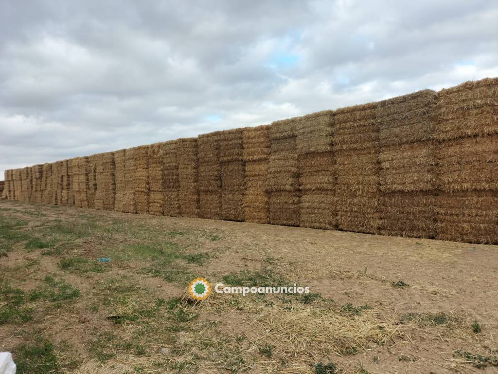 Paja de trigo en Burgos