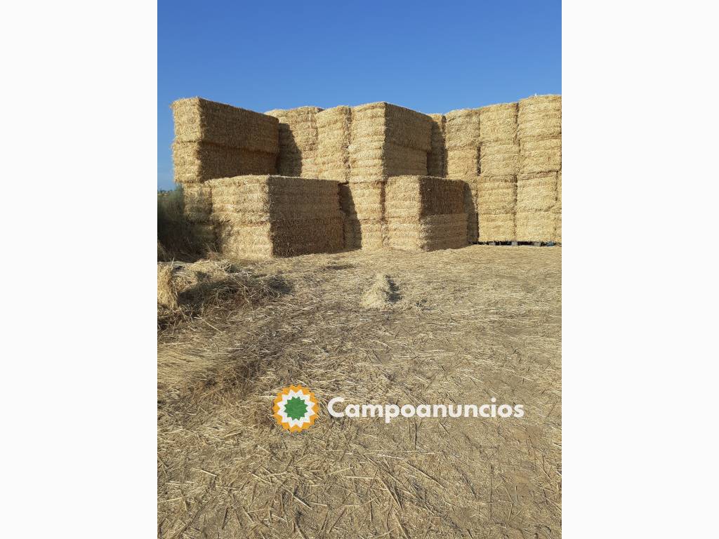 Paja de trigo puesta em destino en Zamora