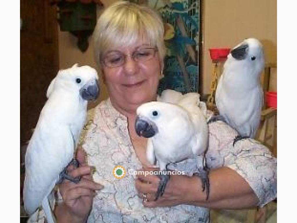 pappagalli cacatua parlanti en Asturias