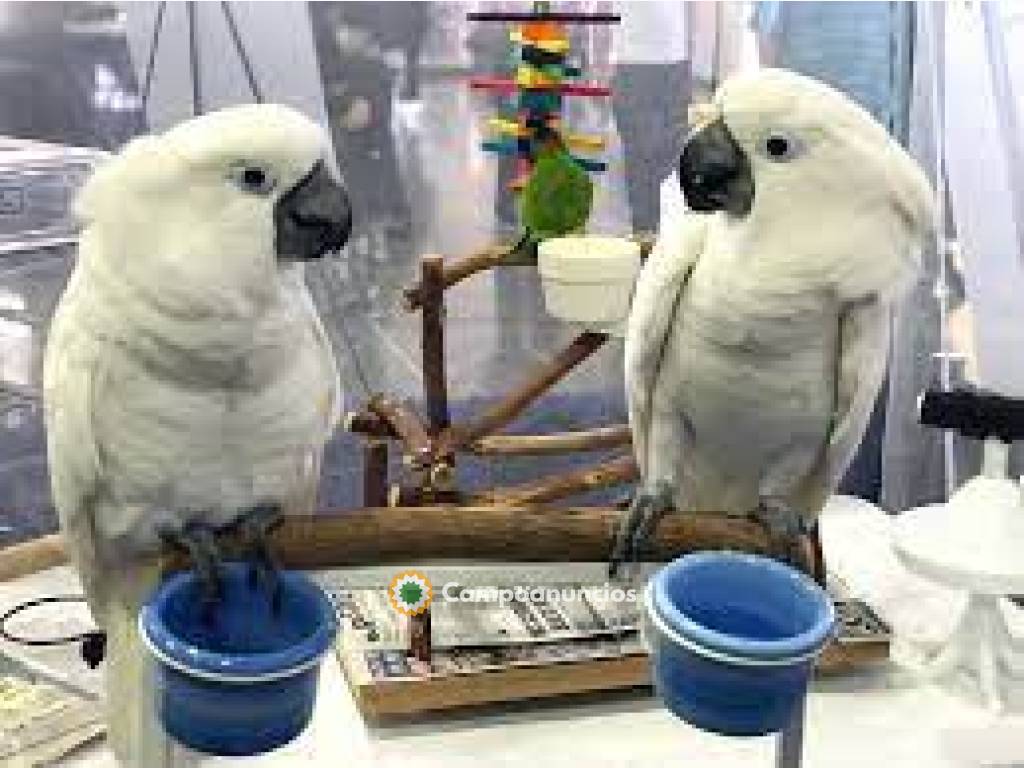 pappagalli cacatua parlanti en Cádiz