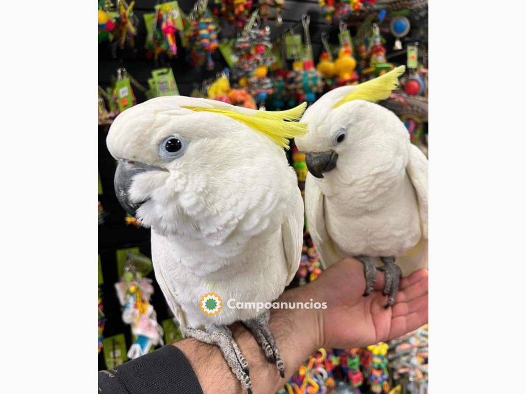 pappagalli cacatua parlanti en Burgos