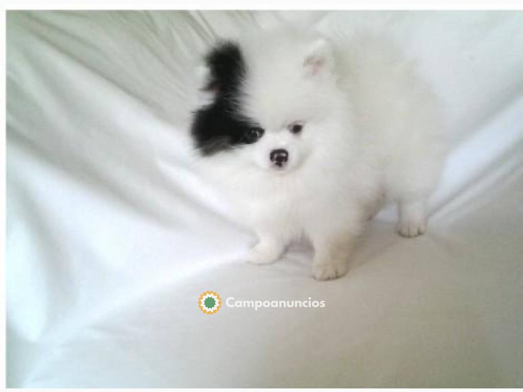 Pequeño cachorro de Pomerania en Barcelona