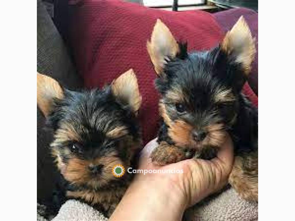 Pequeños cachorros Yorkie tradicional en Tenerife