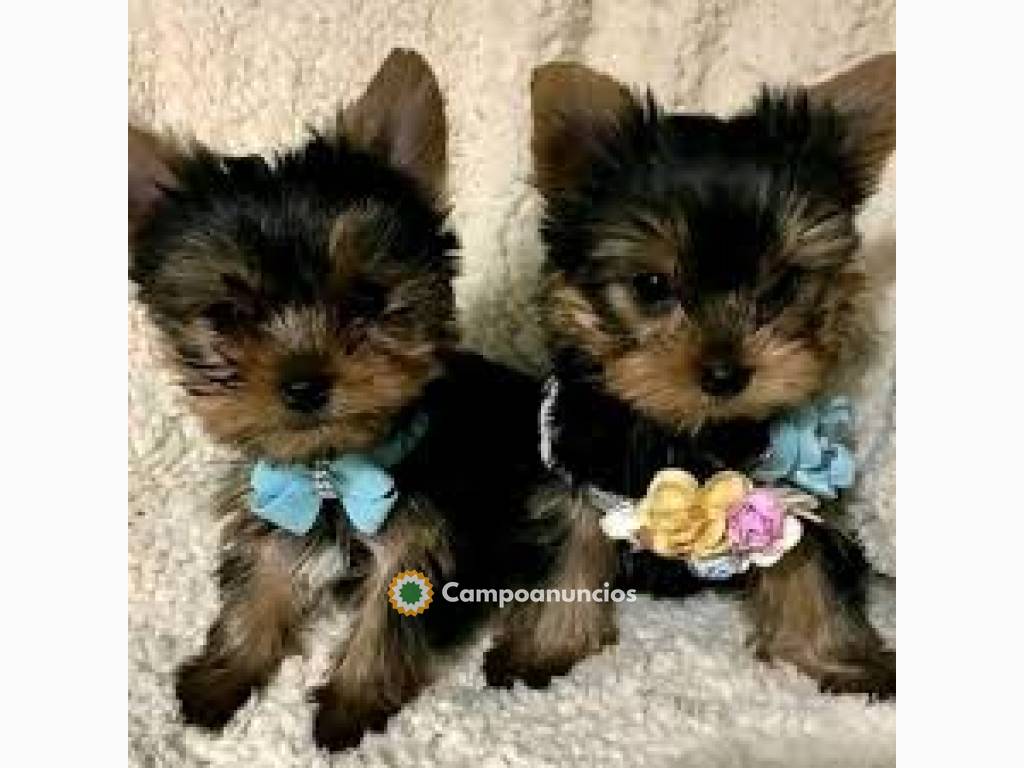 Pequeños cachorros Yorkie tradicional en Tenerife