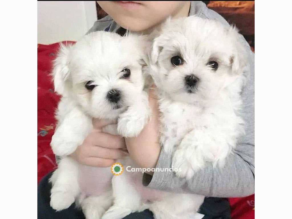 Perritos Bichon Maltes Raza Pequeña  en Madrid