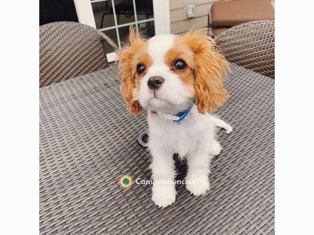 Perro DE Cavalier King Charles Spaniel en Huesca