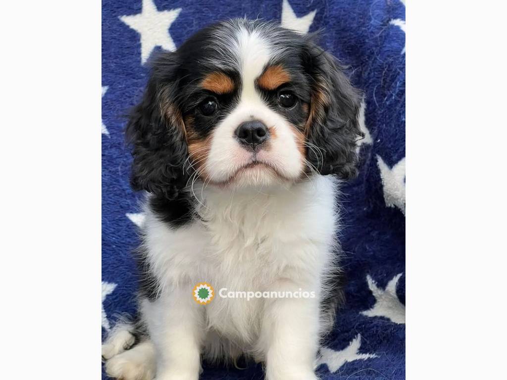 Perro DE Cavalier King Charles Spaniel en Tenerife