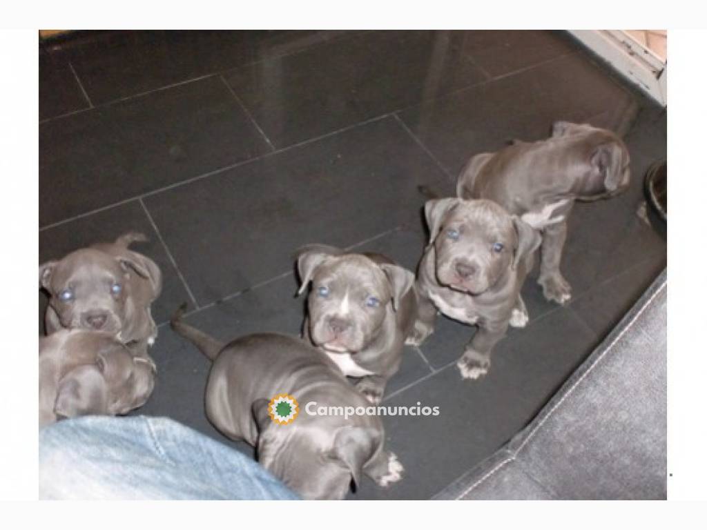 PITBULL DISPONABLES PARA REGALO en Tenerife