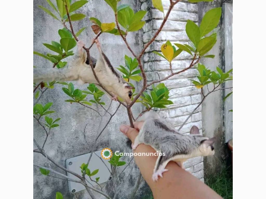 planeador de azúcar para realojamiento  en Toledo