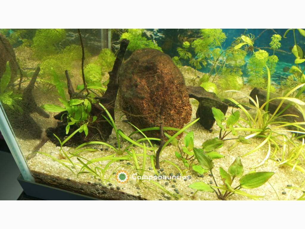 plantas ,caracoles acuáticos y guppys