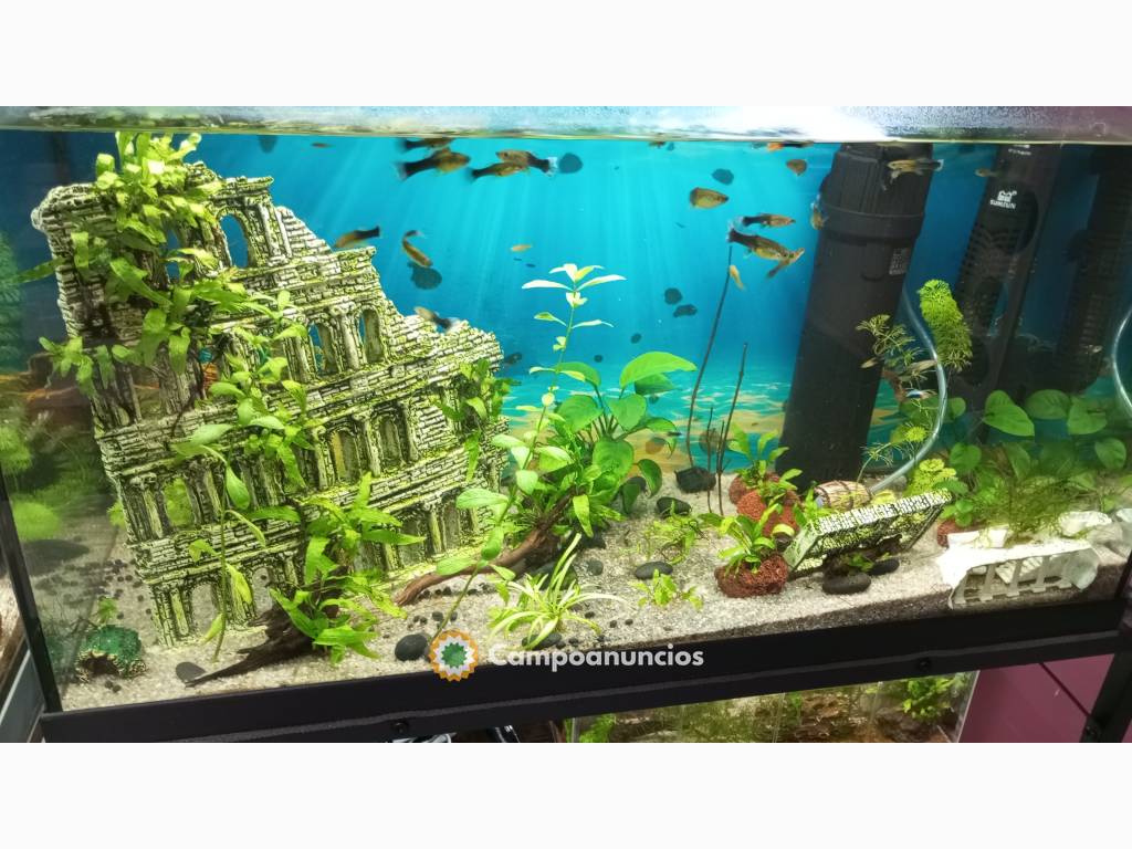 plantas ,caracoles acuáticos y guppys en Málaga