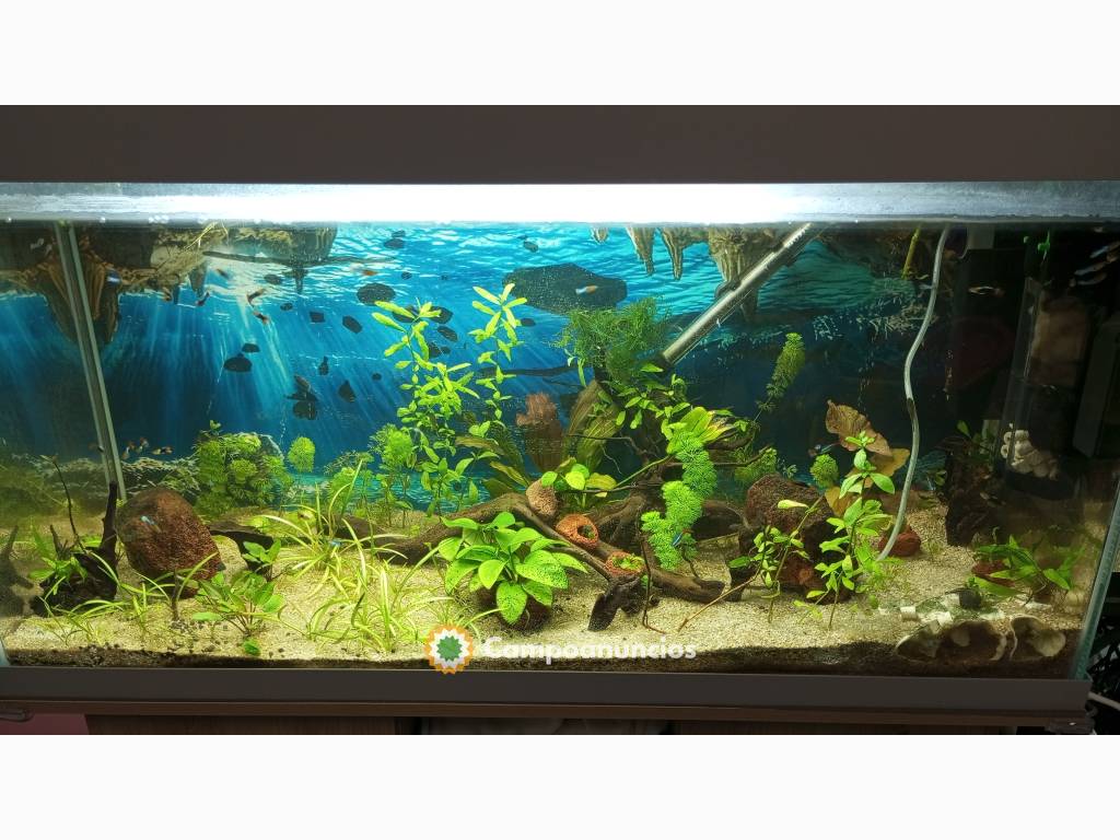 plantas ,caracoles acuáticos y guppys en Málaga