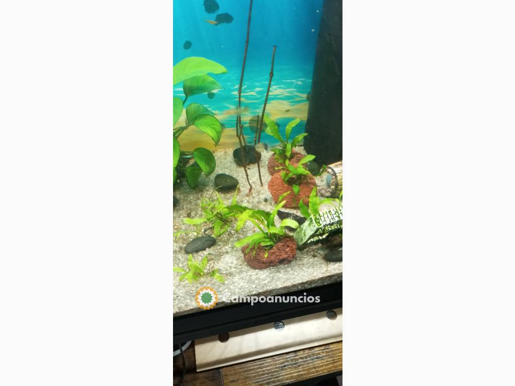 plantas ,caracoles acuáticos y guppys en Málaga