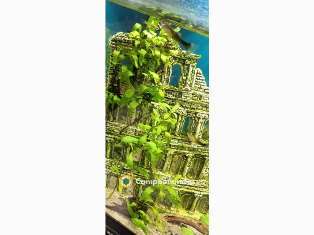plantas ,caracoles acuáticos y guppys en Málaga