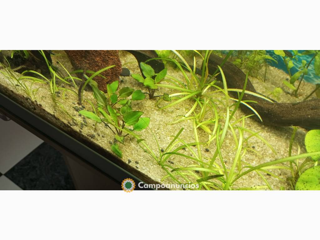 plantas ,caracoles acuáticos y guppys en Málaga
