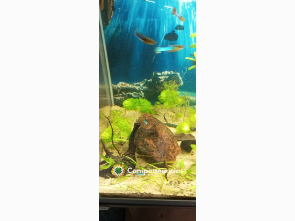 plantas ,caracoles acuáticos y guppys en Málaga