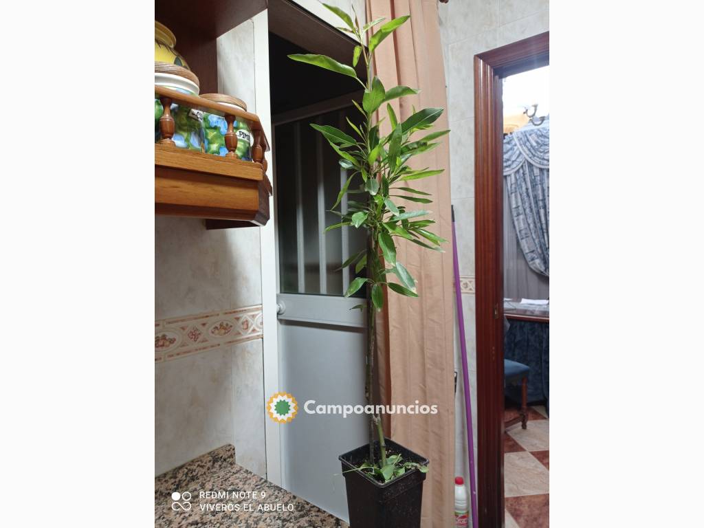 PLANTAS DE ALMENDRO Y OLIVO en Córdoba