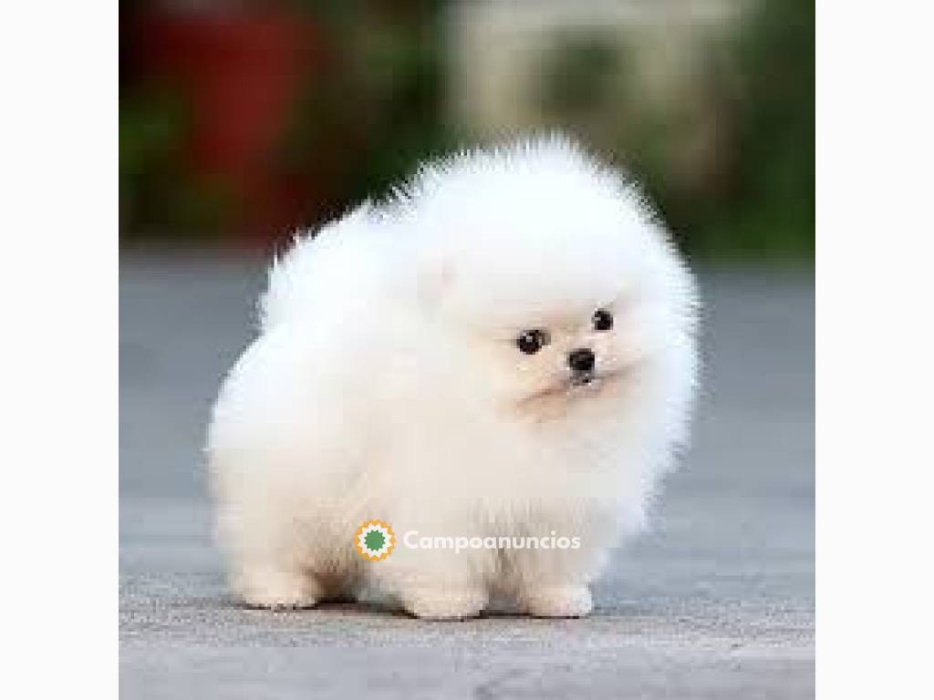 Pomerania Cachorros Disponibles en Toledo