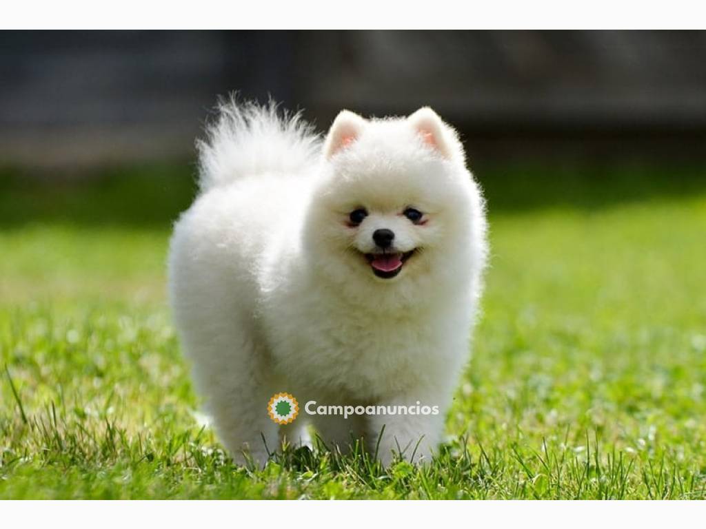 Pomerania Cachorros Disponibles en Tenerife