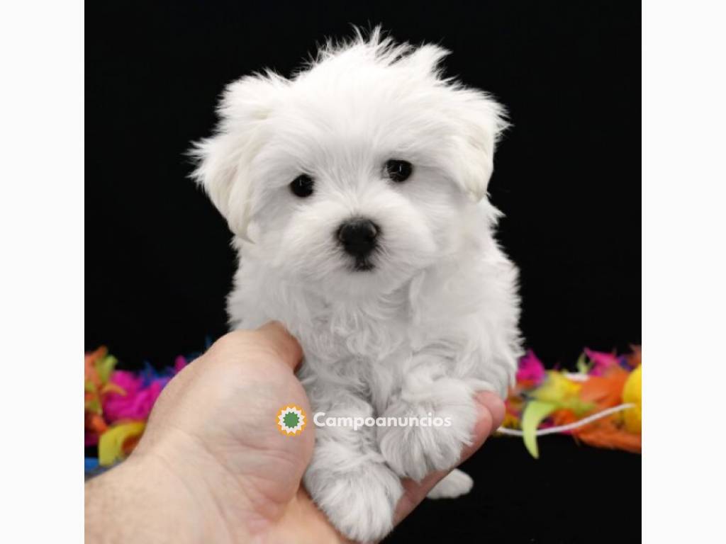 Preciosa cachorros de bichon maltes en Tenerife