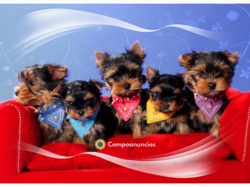 Preciosa camada de cachorros Yorkie terr en Tenerife