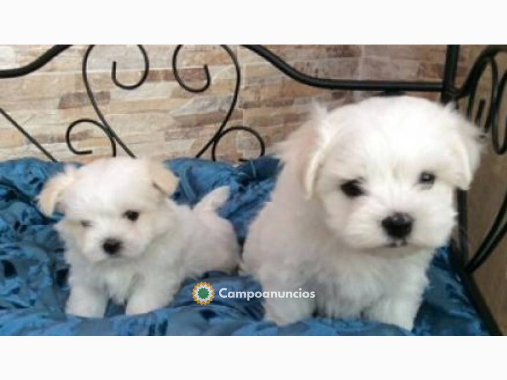 Preciosas miniaturas  Bichon maltes  en Toledo