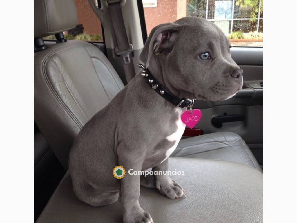 Precioso cachorro Pitbull pura raza para en Toledo