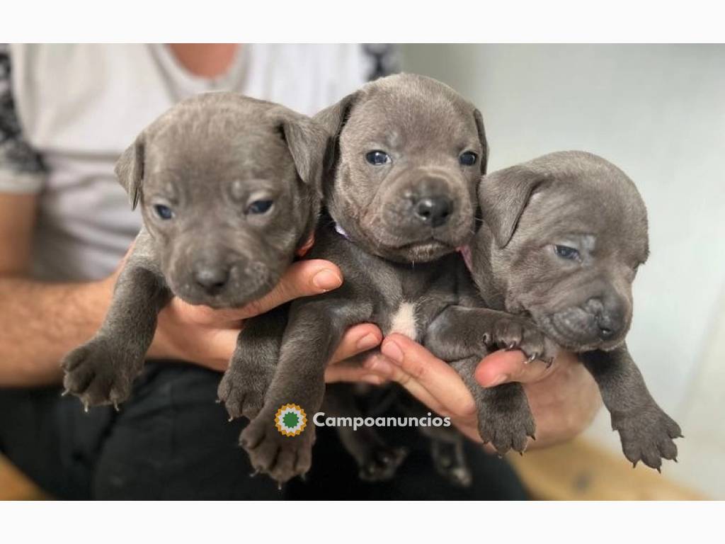 Precioso Staffordshire bull terrier en Huesca