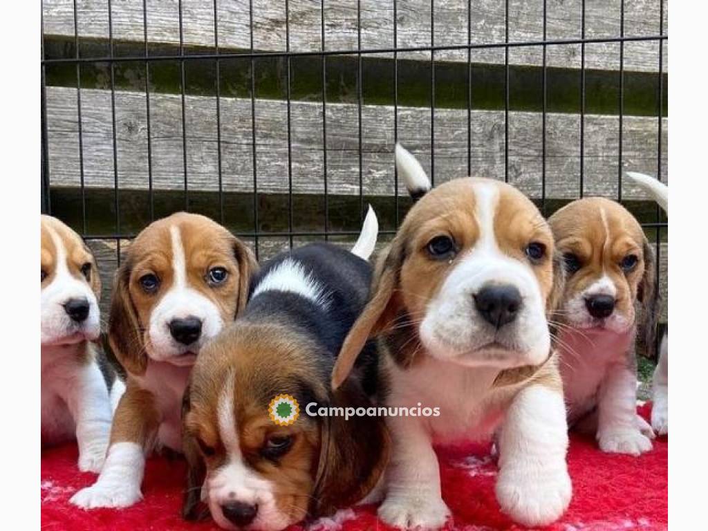 Preciosos Cachorros BEAGLE Para Adopción en Tenerife