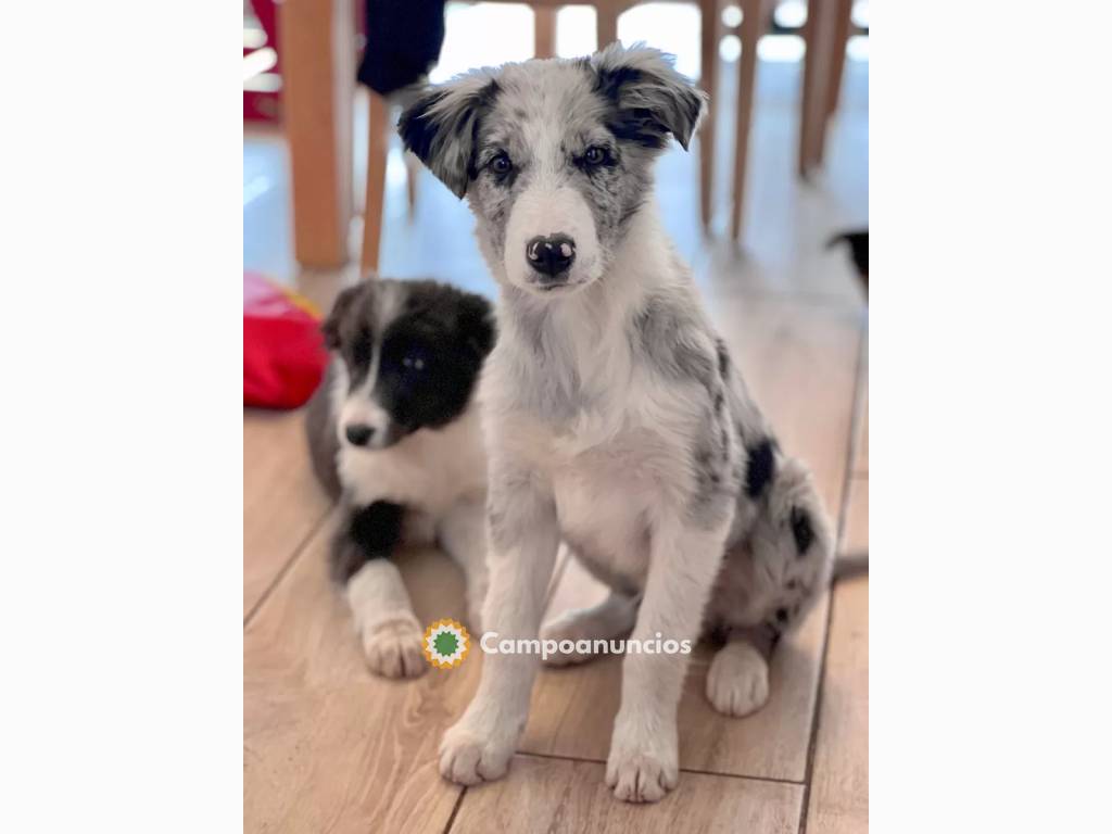 Preciosos Cachorros Border Collie   en Huesca