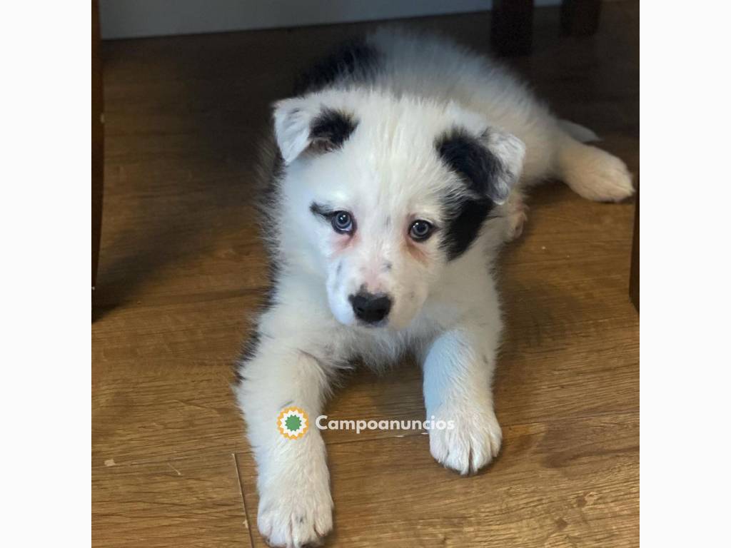 Preciosos Cachorros Border Collie   en Madrid