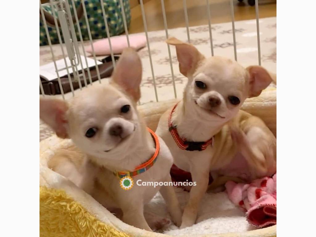 Preciosos cachorros chihuahua  en Tenerife